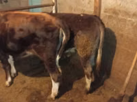 公牛, Simmental cattle — 照片 4