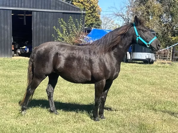 فرس, Black Sea breed