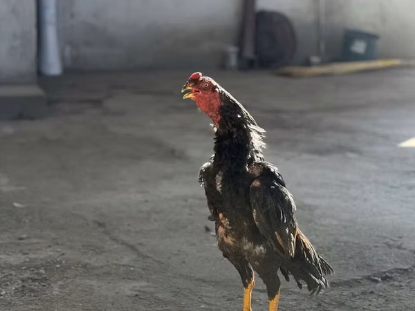 Chickens — Usbekistan