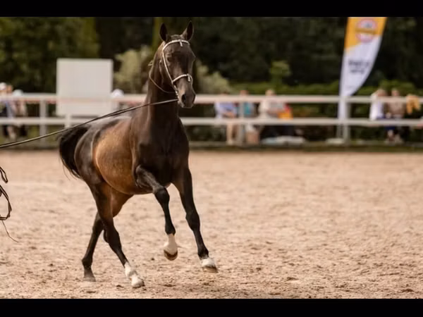 Hengst, Akhal-Teke