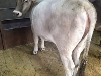 Cow, Swiss cattle — photo 1