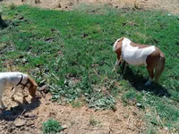Stute, Australian Pony — Foto 2