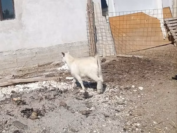 تيس, Saanen goat — كازاخستان