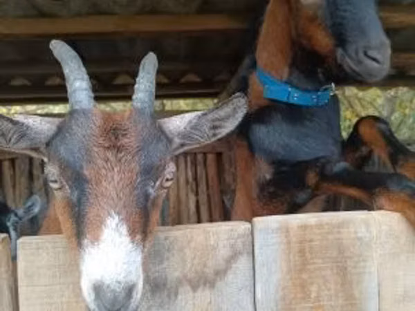 Ziegenbock, Alpine goat