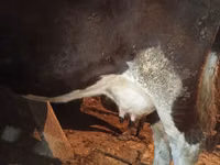 Kuh, Russian Black pied cattle — Foto 2