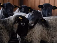 Widder, Romanov sheep — Foto 1