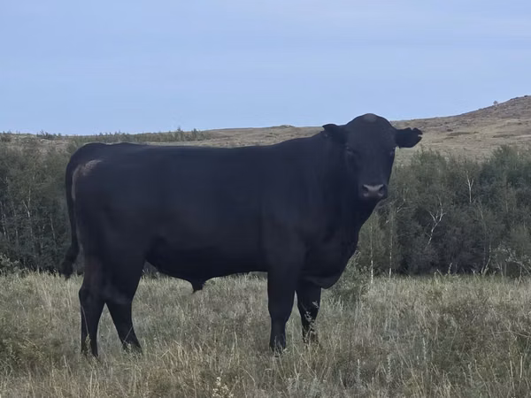 公牛, Aberdeen-Angus — 哈萨克斯坦
