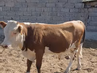 Бұқа, Swiss cattle — 2-сурет