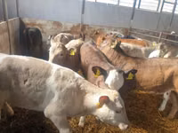 Qoramol (partiya, jinsi ko‘rsatilmagan), Simmental cattle — 4-rasm