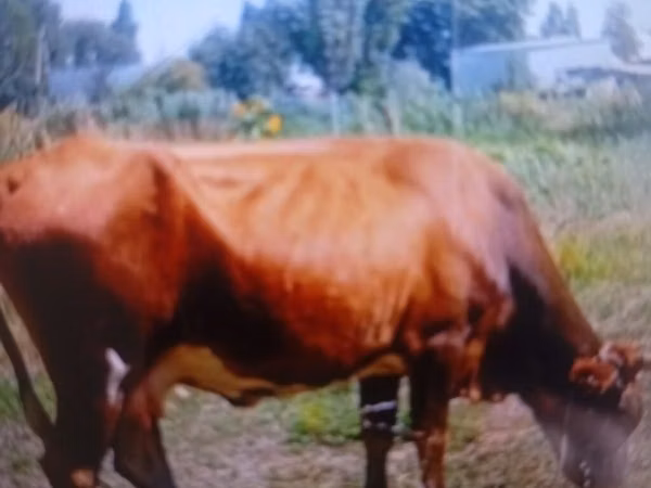 母牛, Cattle — 吉尔吉斯斯坦