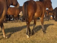Hengst, Mugalzhar horse — Foto 6