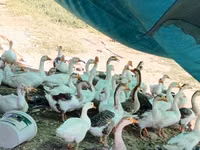 Geese — Foto 1