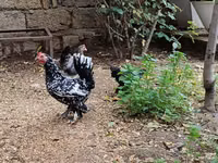 Chickens — फ़ोटो 4