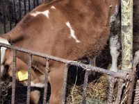 公牛, Simmental cattle — 照片 3