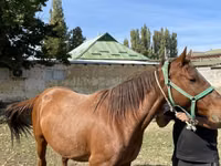 Yegua, Kazakh horse — foto 2