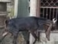 Ziege, Kamori goats — Foto 8