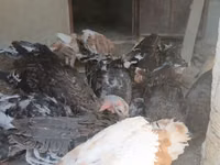 Turkeys — photo 3