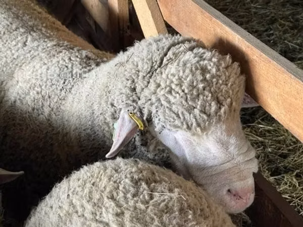 Widder, Ile-de-France sheep