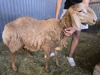 Widder, Arashan sheep — Foto 1
