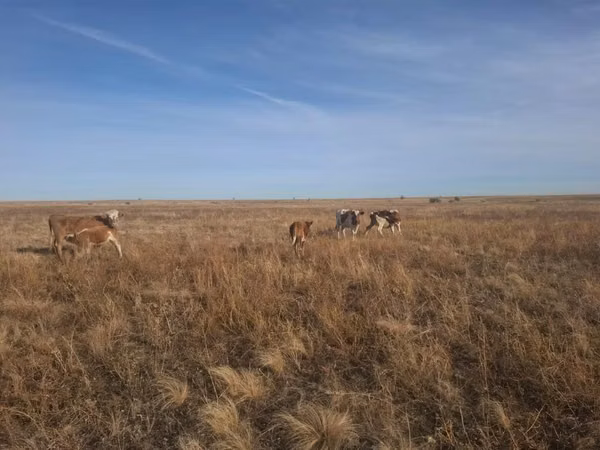 母牛, Cattle — 哈萨克斯坦