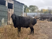 Widder, Hissar sheep — Foto 5