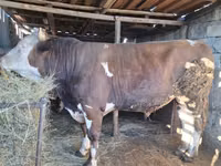 ثور, Simmental cattle — الصورة 4