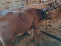 Vaca, Simmental cattle — foto 4