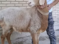Widder, Arashan sheep — Foto 4