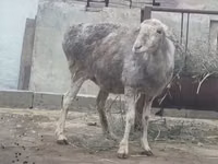 Қошқар, Қойлар — 7-сурет