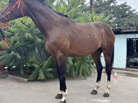 Айғыр, Thoroughbred horse — 6-сурет