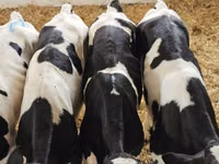 Bulle, Holstein-Rasse — Foto 5