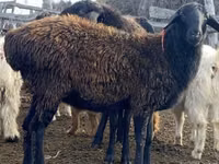 Schaf, Edilbay sheep — Foto 2