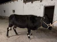 गाय, Latvian Blue cattle — फ़ोटो 4