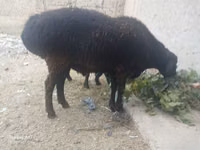 Carnero, Ovejas — foto 4