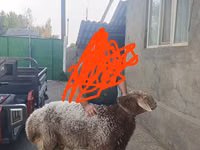 Widder, Tian-Shan semifinewool sheep — Foto 2