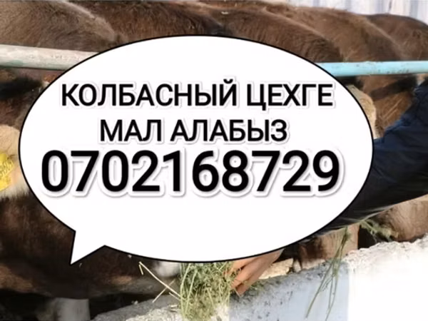 Бык, Коровы — Кыргызстан
