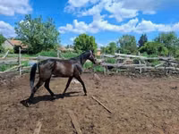 Caballo, Hungarian horse breed — foto 2
