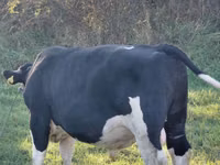 ثور, Russian Black pied cattle — الصورة 2