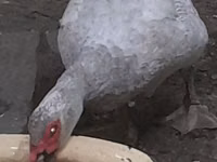 Ducks — الصورة 4