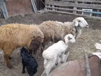 Ziegenbock, Ziegen — Foto 7