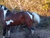 Horse (M), Horses — photo 1