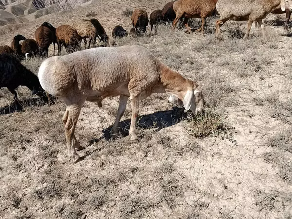 Oveja, Arashan sheep — Kirguistán