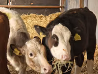 Rinder (Partie, Geschlecht nicht angegeben), Simmental cattle — Foto 2
