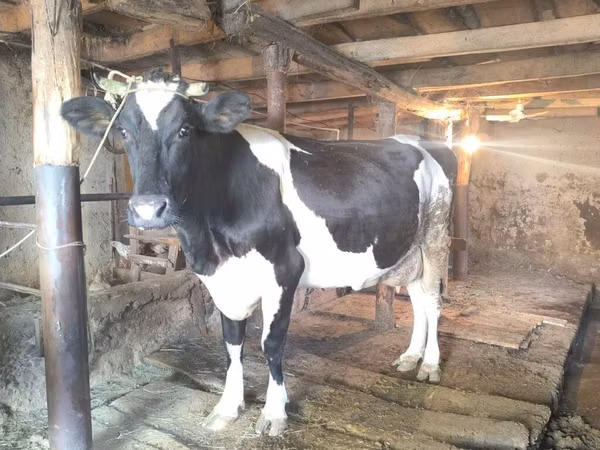 गाय, Russian Black pied cattle — किर्गिज़स्तान