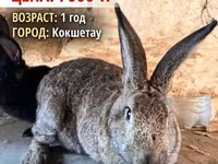 Қошқар, Қойлар — 5-сурет