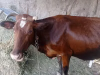 Kuh, Simmental cattle — Foto 3