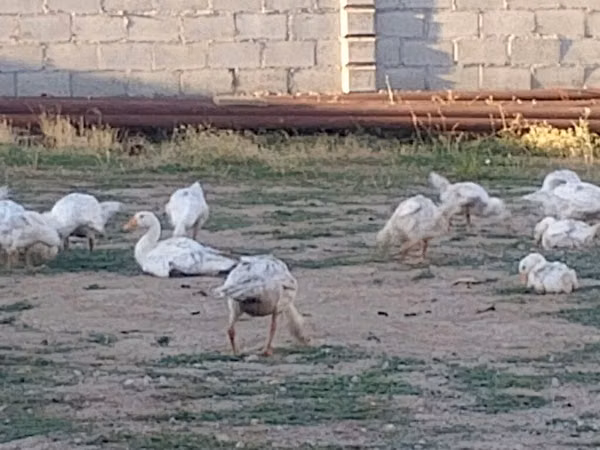 Geese — Kirgisistan
