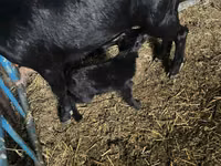 Ziege, Murcia-Granada goats — Foto 5