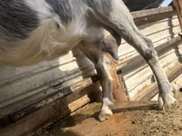 Goat, Alpine goat — photo 2