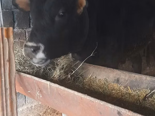 公牛, Cattle — 乌兹别克斯坦